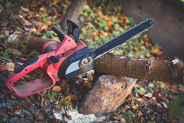 Professional Tree Care in Fairview Heights, IL